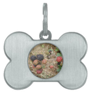 BlackBerry Bonanza Pet Tag Tiermarke