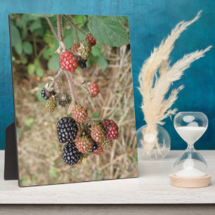BlackBerry Bonanza Plaque Fotoplatte