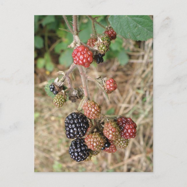 BlackBerry Bonanza Postcard Postkarte (Vorderseite)