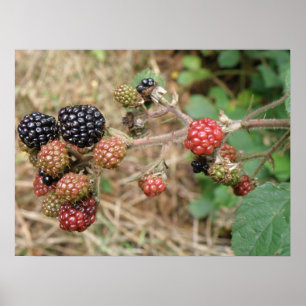 BlackBerry Bonanza Print Poster