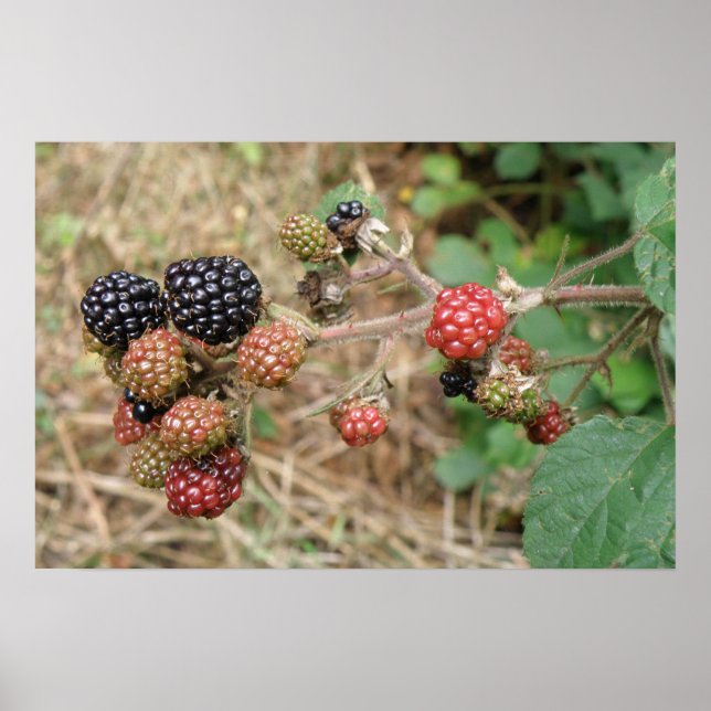 BlackBerry Bonanza Print Poster (Vorne)