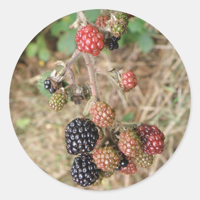 BlackBerry Bonanza Stickers (Vorderseite)