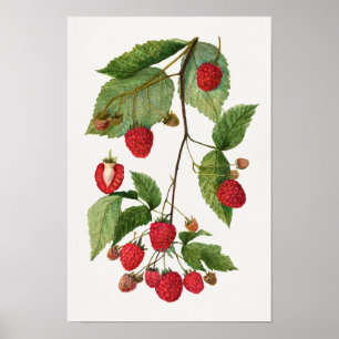 BlackBerry Fruchtsaftfarbe Poster