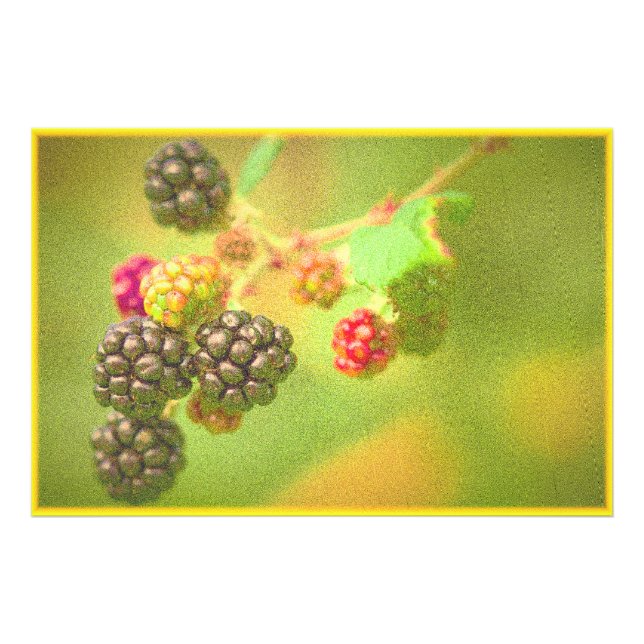 "BlackBerry Fruit Pflanze" Niedliches Foto. Jetzt  Fotodruck (Vorne)