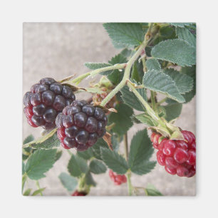 BlackBerry Magnet