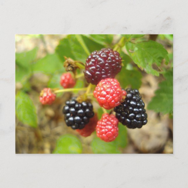 BlackBerry Postkarte (Vorderseite)
