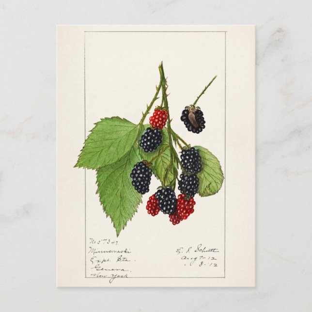 BlackBerry (Rubus subg. Rubus Watson) Obst Postkarte (Vorderseite)