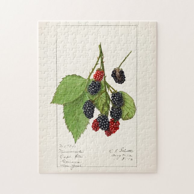 BlackBerry (Rubus subg. Rubus Watson) Obst Puzzle (Vertikal)