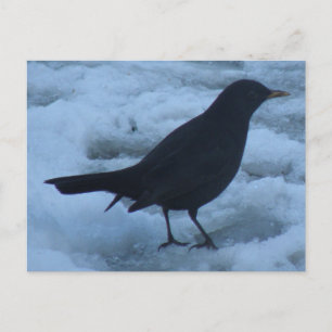 Blackbird auf Eis Postcard Postkarte