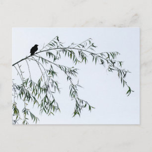 Blackbird auf Willow Postkarte