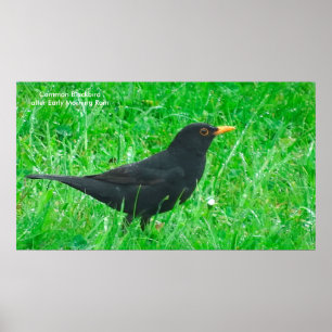 Blackbird-Bild für Poster