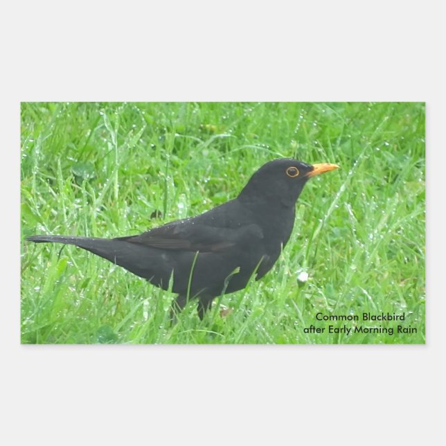 Blackbird-Bild für Rectangle-Sticker, Glossar Rechteckiger Aufkleber (Vorderseite)