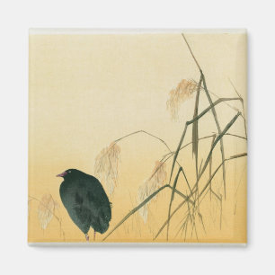 Blackbird, Edo-Periode Magnet