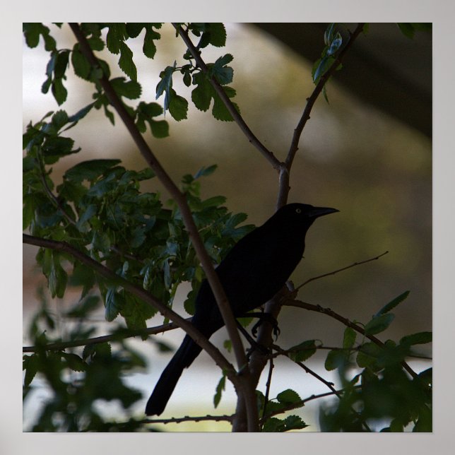Blackbird Foto Poster (Vorne)