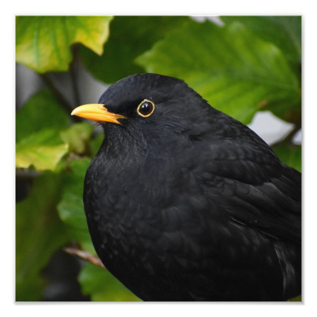 Blackbird Fotodruck (Vorne)