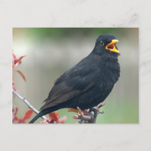 Blackbird im Baum Postkarte