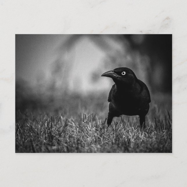Blackbird im Gras Postcard Postkarte (Vorderseite)