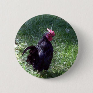 Blackbird im Schwarzen Rooster Button