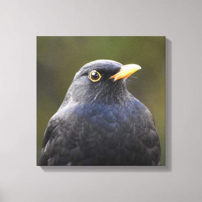 Blackbird Leinwanddruck (Vorderseite)