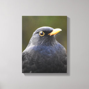Blackbird Leinwanddruck