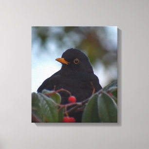 Blackbird Leinwanddruck