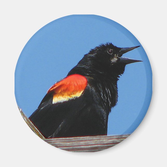 Blackbird Magnet (Vorne)