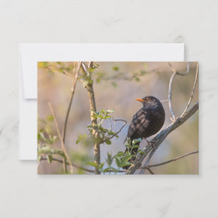 Blackbird Nature Foto Card