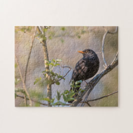 Blackbird Nature Foto Puzzle