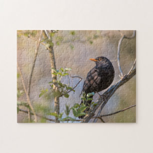 Blackbird Nature Foto Puzzle
