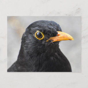 Blackbird Postkarte