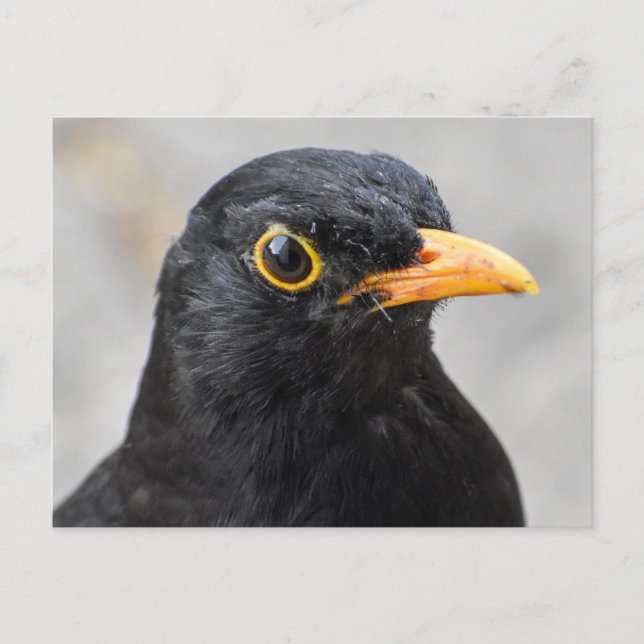Blackbird Postkarte (Vorderseite)