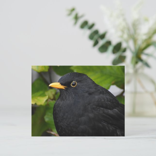 Blackbird Postkarte (Stehend Vorderseite)