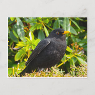 Blackbird Postkarte