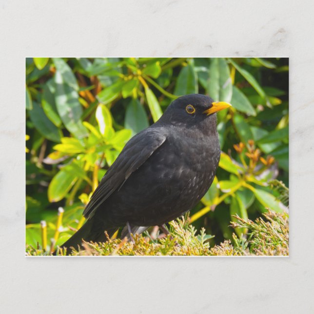 Blackbird Postkarte (Vorderseite)