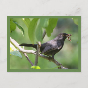 Blackbird Postkarte