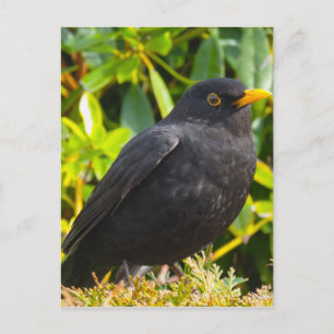 Blackbird Postkarte