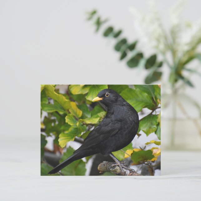 Blackbird Postkarte (Stehend Vorderseite)