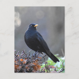 Blackbird Postkarte
