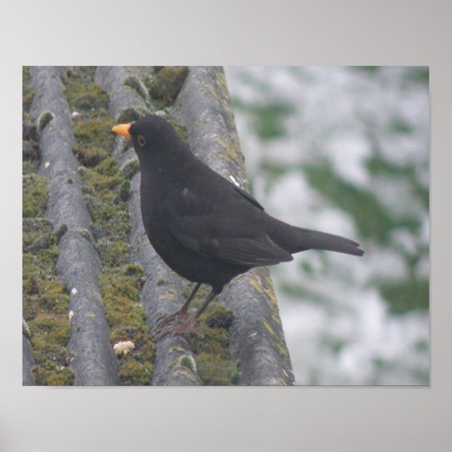 Blackbird Print Poster (Vorne)