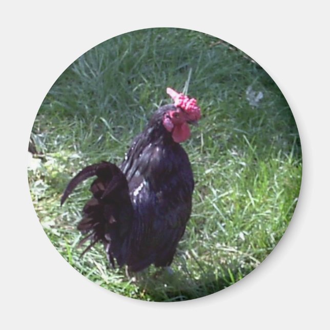 Blackbird the Rooster Magnet (Vorne)