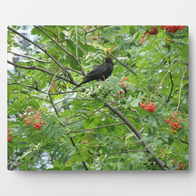 Blackbird und Berries Plaque Fotoplatte (Vorderseite)