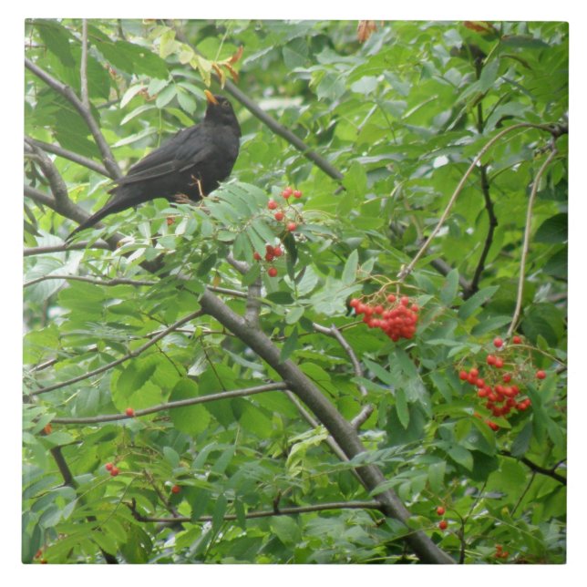 Blackbird und Berries Tile Fliese (Vorderseite)