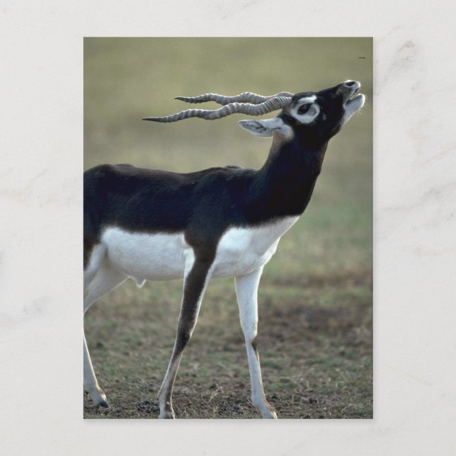 Blackbrush-Antelope Postkarte (Vorderseite)