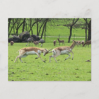 Blackbuck Antelope Postcard Postkarte