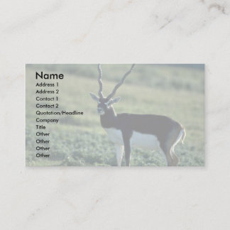 Blackbuck Antilope Visitenkarte