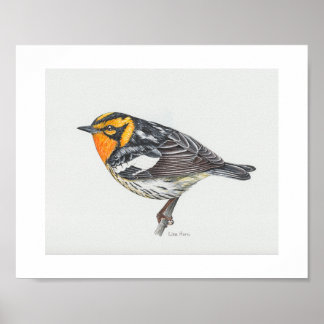 Blackburnian Warbler Art Print Poster
