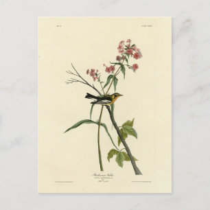 Blackburnian Warbler - Audubons Vögel in Amerika Postkarte