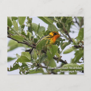 Blackburnian Warbler Postkarte