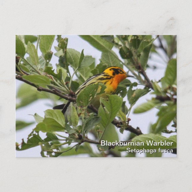 Blackburnian Warbler Postkarte (Vorderseite)
