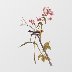 Blackburnian Warbler Vintag Audubon Songbird Art Fensteraufkleber